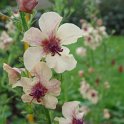 Verbascum x 'Southern Charm' fleur